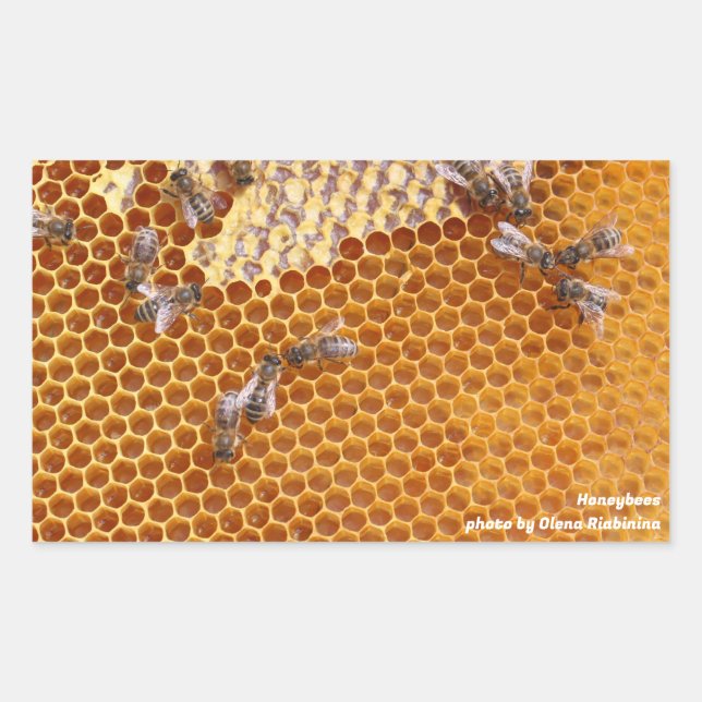 Pegatina Rectangular Las abejas en una colmena (Anverso)