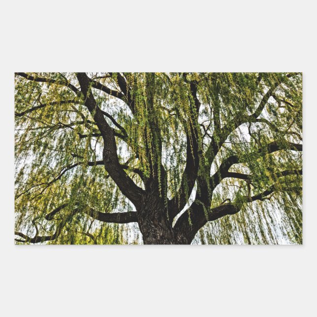 Pegatina Rectangular las esperanzas de primavera apagadas (Anverso)