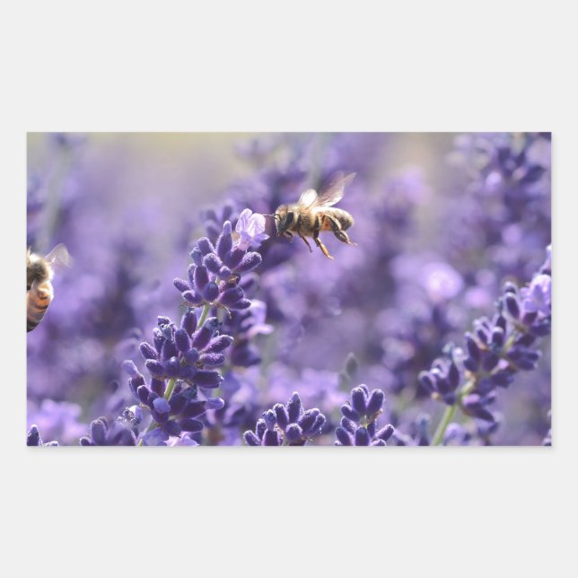 Pegatina Rectangular Lavanda de primavera con abejas moradas (Anverso)