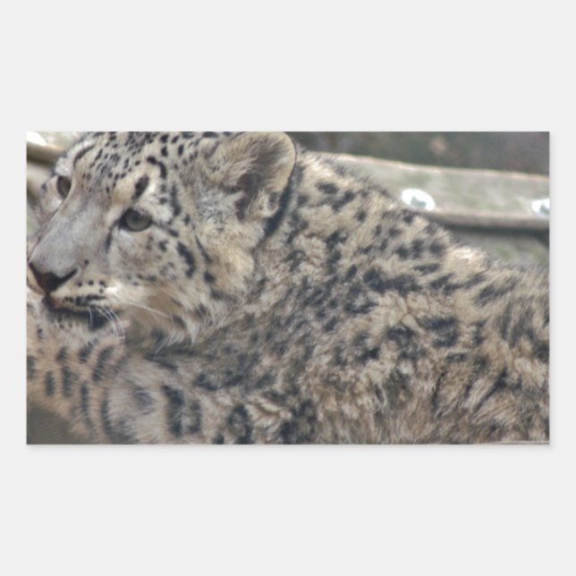 Pegatina Rectangular Leopardo de la nieve (Anverso)