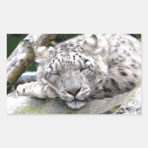 Pegatina Rectangular Leopardo de la nieve - ¡hermoso!