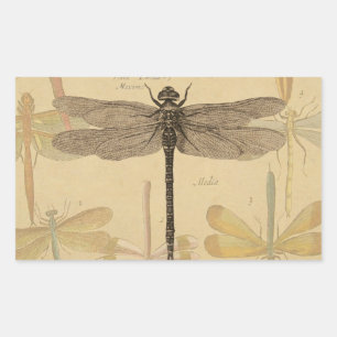 Pegatina Rectangular Libélula Vintage Antigua Clásica Naturaleza