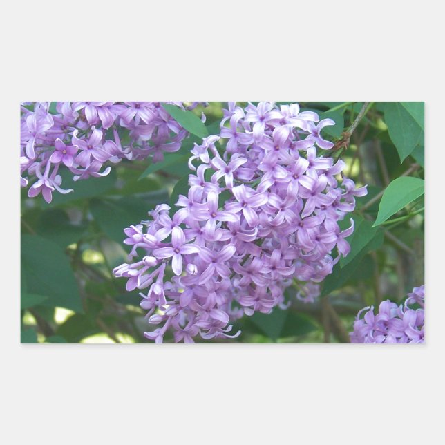 Pegatina Rectangular Lilacs con olores dulces (Anverso)