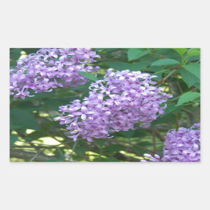 Pegatina Rectangular Lilas perfumadas