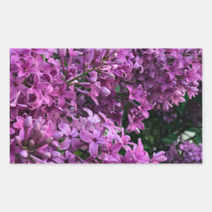 Pegatina Rectangular Lilas rosa púrpura   foto floral rosa romántica