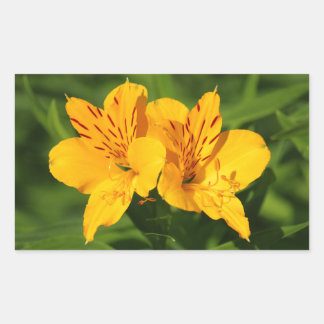 Pegatina Rectangular Lilies peruanos
