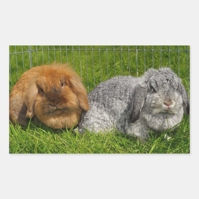 Pegatina Rectangular Lionhead Holland Mini Conejo Conejo Conejo Conejo  (Anverso)