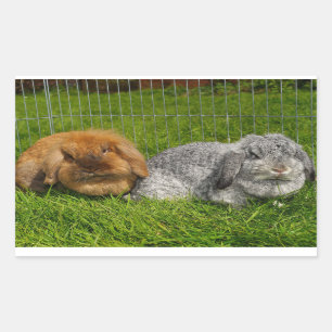 Pegatina Rectangular Lionhead Holland Mini Conejo Conejo Conejo Conejo