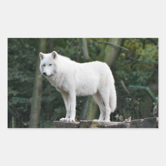 Pegatina Rectangular Lobo blanco salvaje