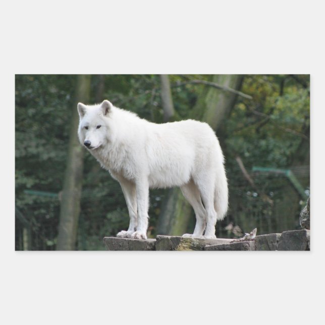 Pegatina Rectangular Lobo blanco salvaje (Anverso)
