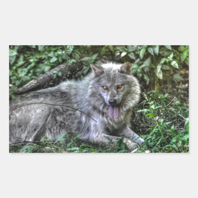 Pegatina Rectangular Lobo gris en reposo 3 regalo de vida silvestre (Anverso)
