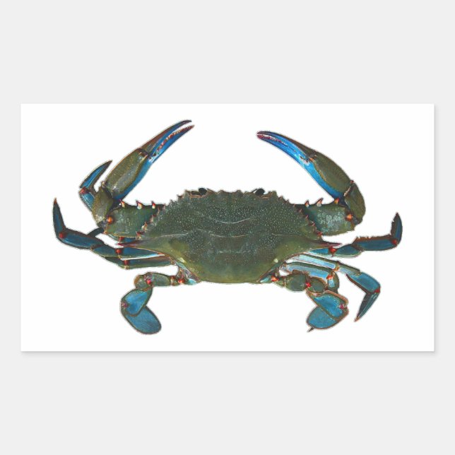 Pegatina Rectangular Logo de Atlantic Blue Crab (Anverso)