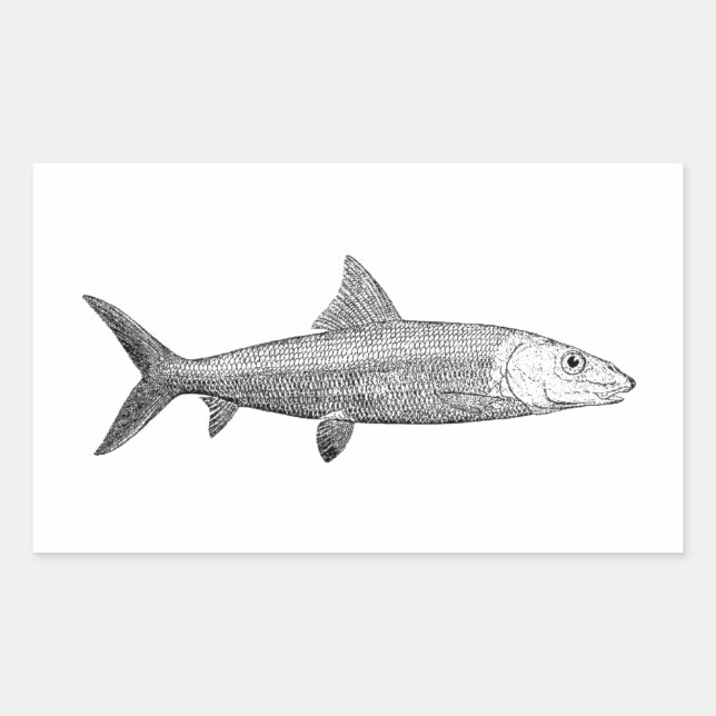 Pegatina Rectangular Logo de Bonefish (Anverso)