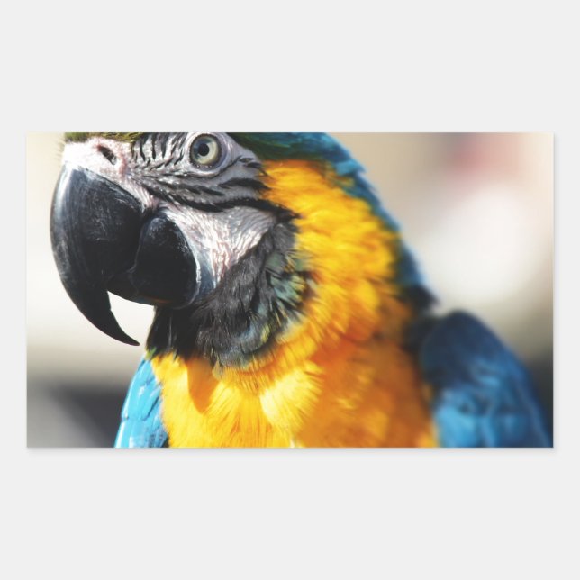 Pegatina Rectangular loro (Anverso)