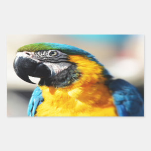 Pegatina Rectangular loro