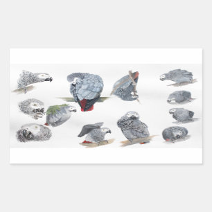 Pegatina Rectangular Loro gris africano. Exclusivo diseñado por Griff