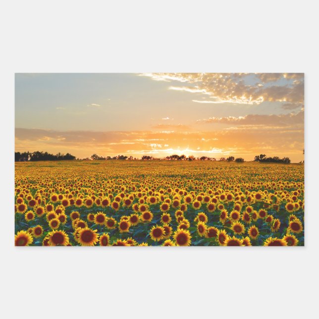 Pegatina Rectangular Los girasoles al atardecer (Anverso)