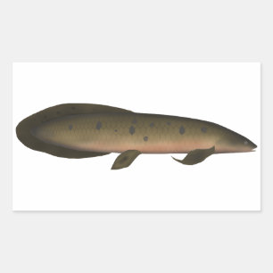 Pegatina Rectangular Lungfish australiano
