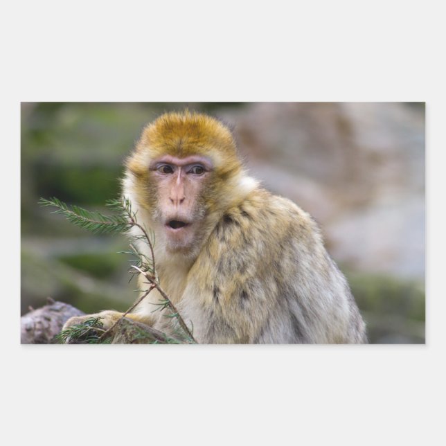 Pegatina Rectangular Macaca sylvanus (Anverso)