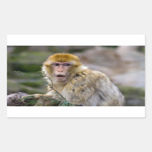 Pegatina Rectangular Macaca sylvanus