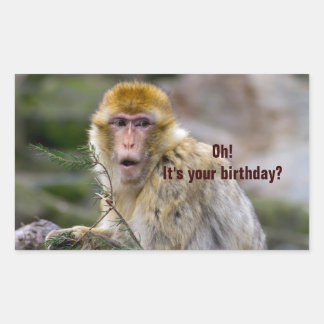 Pegatina Rectangular Macaca sylvanus
