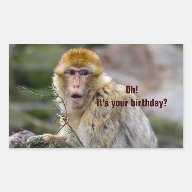 Pegatina Rectangular Macaca sylvanus (Anverso)