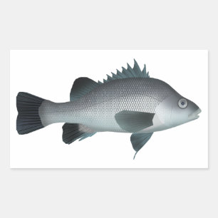 Pegatina Rectangular Macquarie Perch