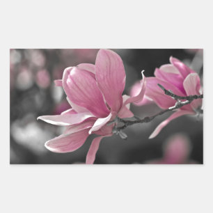 Pegatina Rectangular Magnolia de Saucer Rosa Japonesa