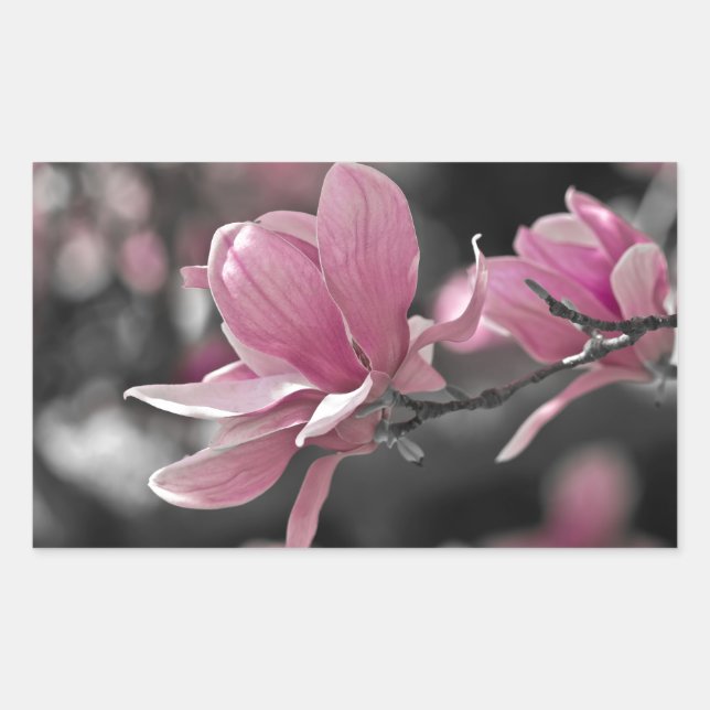 Pegatina Rectangular Magnolia de Saucer Rosa Japonesa (Anverso)