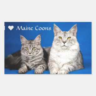 Pegatina Rectangular Maine Coons Cats