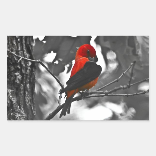 Pegatina Rectangular Male Scarlet Tanager (Anverso)