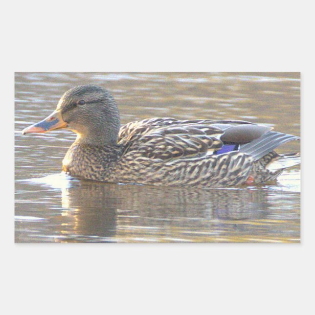 Pegatina Rectangular Mallard Duck Stickers (Anverso)