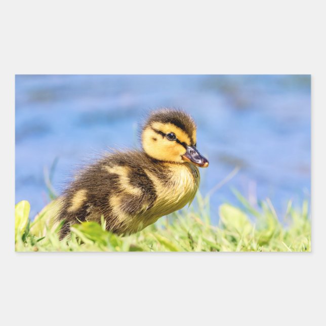 Pegatina Rectangular Mallard Duckling (Anverso)