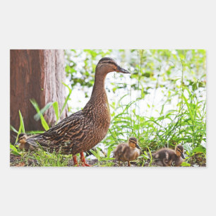 Pegatina Rectangular Mallard y Ducklings por Shirley Taylor