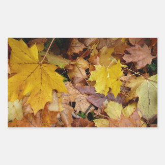 Pegatina Rectangular Maple caído deja naturaleza otoño amarilla