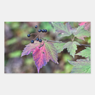 Pegatina Rectangular Mapleleaf Viburnum hojas de otoño y bayas