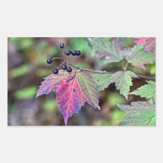 Pegatina Rectangular Mapleleaf Viburnum hojas de otoño y bayas (Anverso)