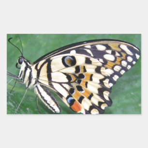 Pegatina Rectangular Mariposa amarilla negra y blanca en hojas