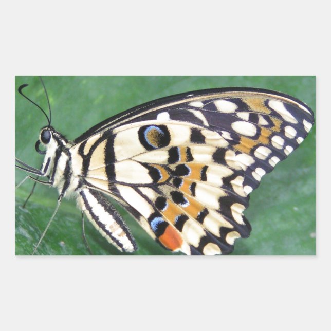 Pegatina Rectangular Mariposa amarilla negra y blanca en hojas (Anverso)
