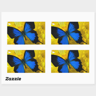 Pegatina Rectangular Mariposa azul en daffodis