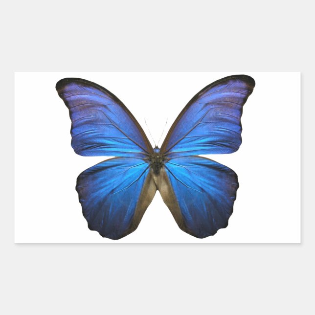 Pegatina Rectangular Mariposa azul radiante (Anverso)