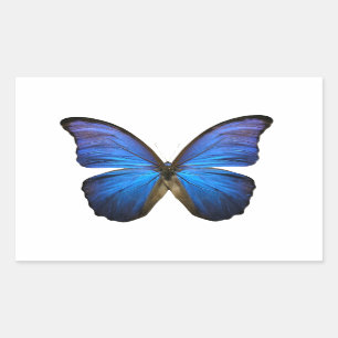 Pegatina Rectangular Mariposa azul radiante