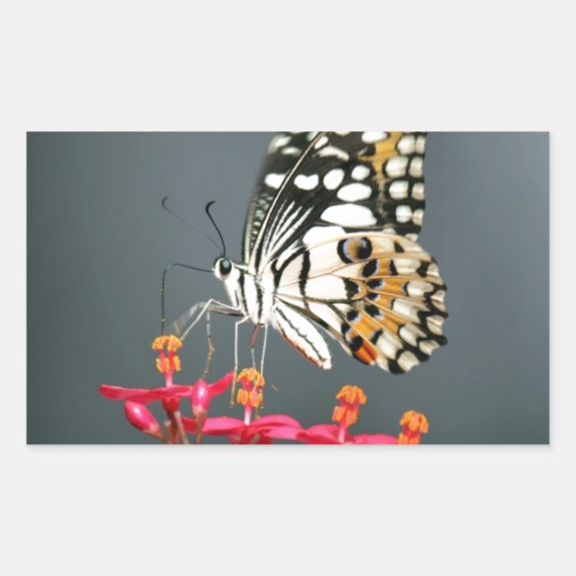 Pegatina Rectangular Mariposa blanca negra y amarilla en flores rosas (Anverso)