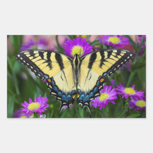 Pegatina Rectangular Mariposa cola de golondrina en margarita