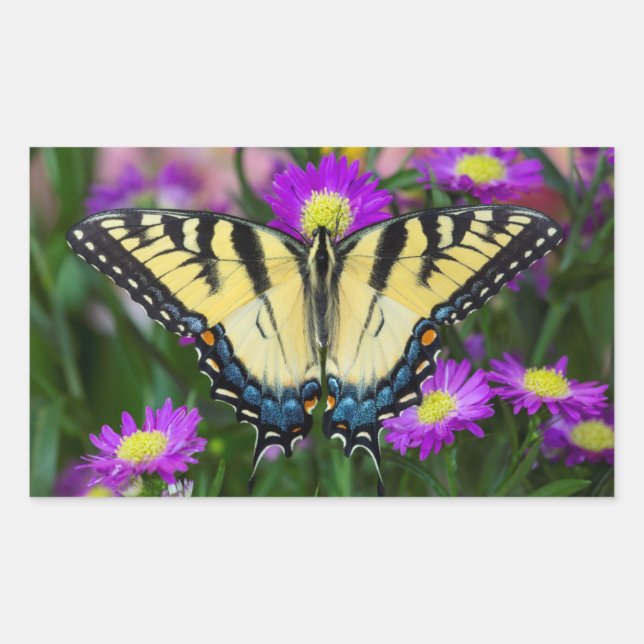 Pegatina Rectangular Mariposa cola de golondrina en margarita (Anverso)