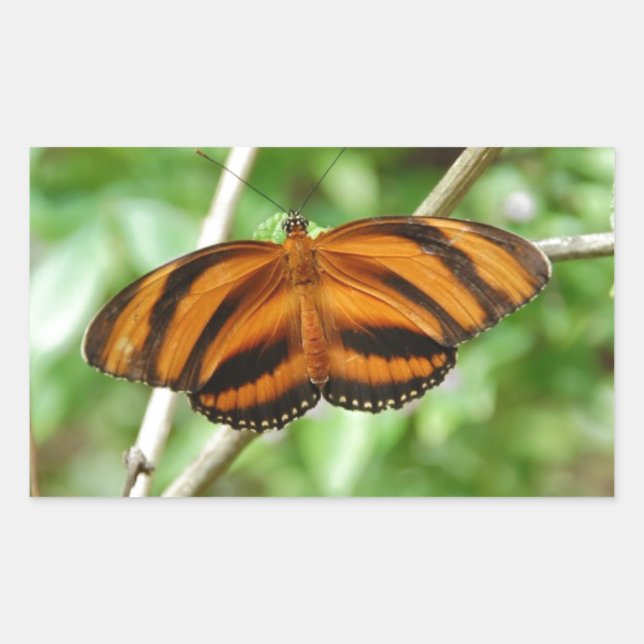 Pegatina Rectangular Mariposa de tigre (Anverso)
