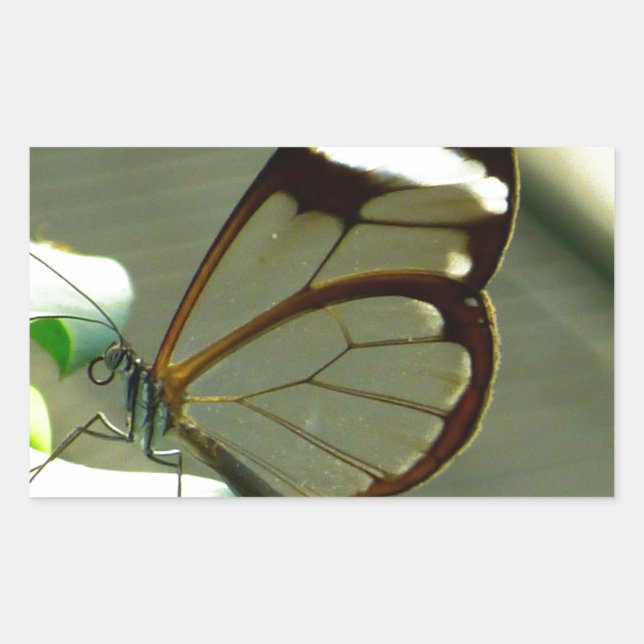 Pegatina Rectangular Mariposa marrón blanca y translúcida (Anverso)