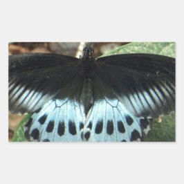 Pegatina Rectangular Mariposa mormal irlandesa azul