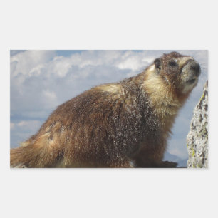 Pegatina Rectangular Marmota amarilla menuda en Yosemite