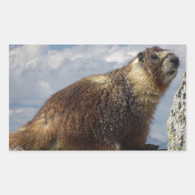 Pegatina Rectangular Marmota amarilla menuda en Yosemite (Anverso)